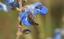 Hoverflies: Eupeodes corollae